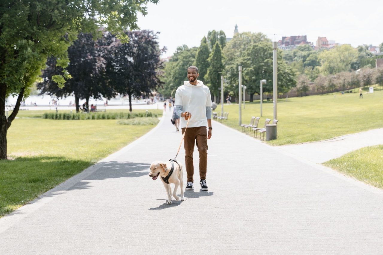 A man in a white jumper walking his golden dog along a sunny park path