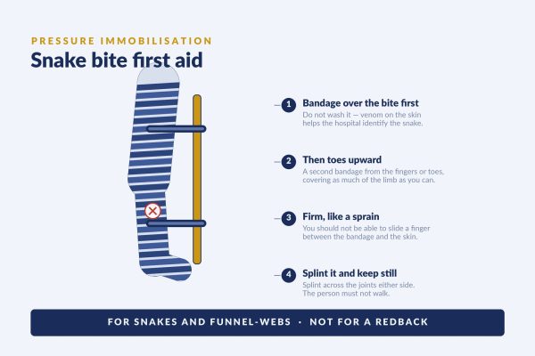 Diagram of a pressure immobilisation bandage applied from the toes up a splinted leg, with the snake bite site marked
